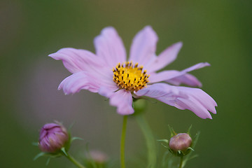 Image showing summer flowers on meadow