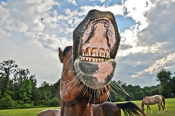 Image showing funny horse