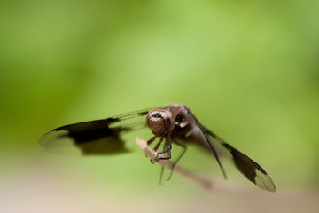 Image showing dragonfly