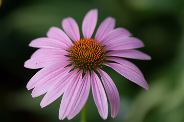 Image showing purple daisy