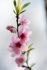 Image showing spring bloom