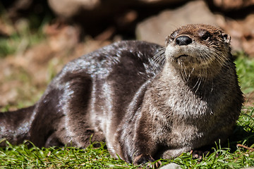 Image showing otter