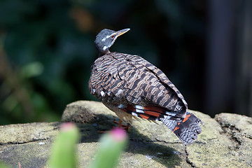 Image showing tropical pigeon bird