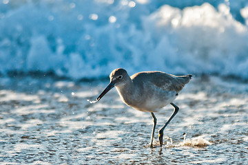 Image showing seagull on the beach