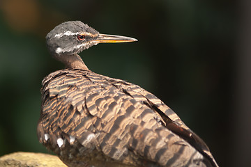 Image showing tropical pigeon bird