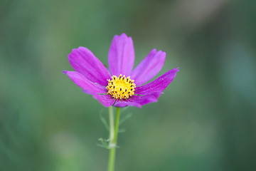 Image showing summer flowers on meadow