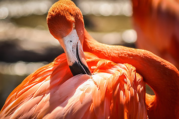 Image showing pink flamingo