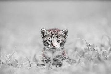 Image showing kitty in grass