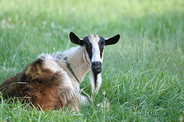 Image showing goat relaxing on pasture