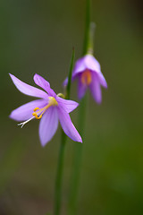 Image showing purple snow drop flowers