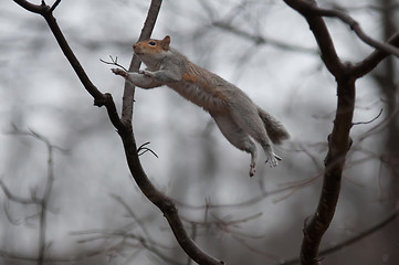 Image showing jumping squirrel
