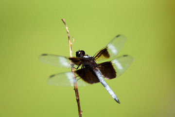 Image showing dragonfly