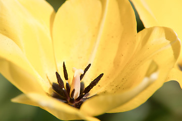 Image showing yellow tulip