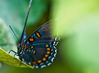 Image showing butterfly