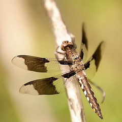 Image showing dragonfly