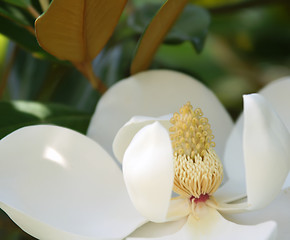 Image showing Detailed view of white magnolia flower