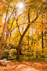 Image showing autumn colors