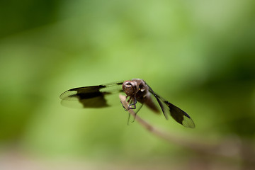 Image showing dragonfly