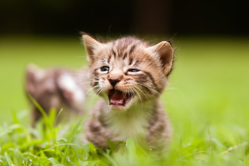Image showing kitty in grass