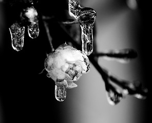 Image showing  rose and frozen leafs in cold winter tones