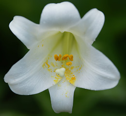 Image showing white lily