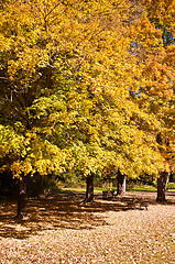 Image showing autumn colors