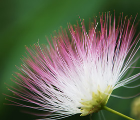 Image showing Fluffy acacia