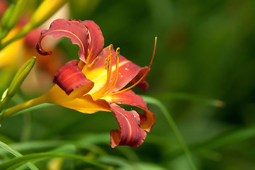 Image showing orange lily