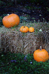 Image showing pumpkin patch