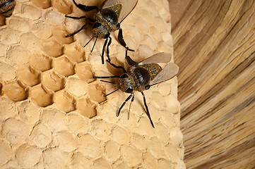 Image showing bee hive