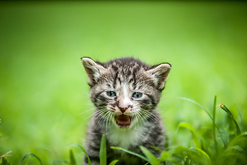 Image showing kitty in grass