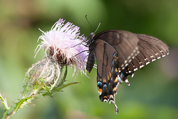 Image showing butterfly