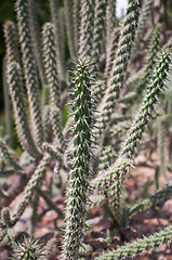Image showing Close up of long cactus with long thorns 