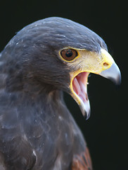 Image showing hawk portrait