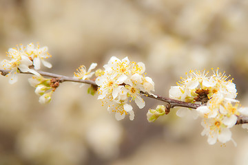 Image showing spring bloom