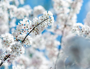 Image showing spring bloom