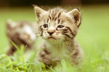 Image showing kitty in grass