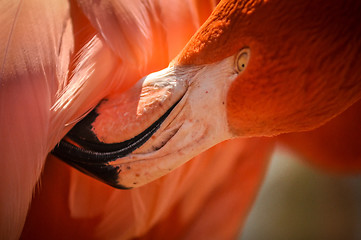 Image showing pink flamingo