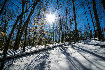 Image showing snow covered forest