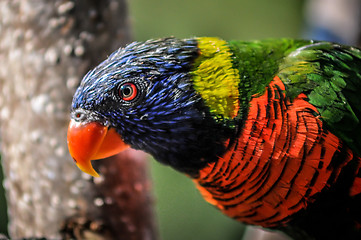 Image showing rainbow parrot