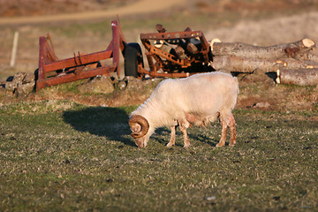 Image showing Lonesome ram