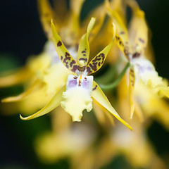 Image showing yellow tropical flower