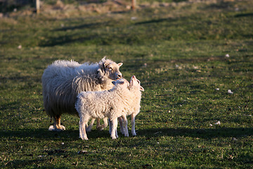 Image showing two lambs