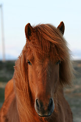 Image showing horse portrait