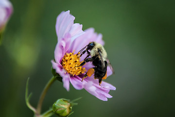 Image showing summer flowers on meadow