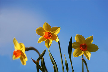 Image showing two colored tulips