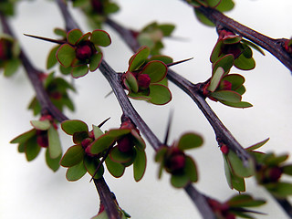 Image showing leaves