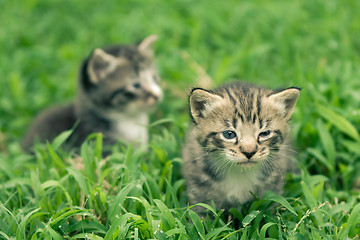 Image showing kitty in grass