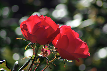 Image showing two red roses