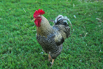 Image showing rooster